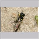 Crossocerus sp - Grabwespe 10a 6mm.jpg